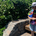 Elisha Mr Dragon the bearded dragon at Moffat Beach